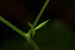 Beaked agrimony